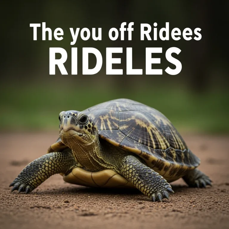turtle riddles